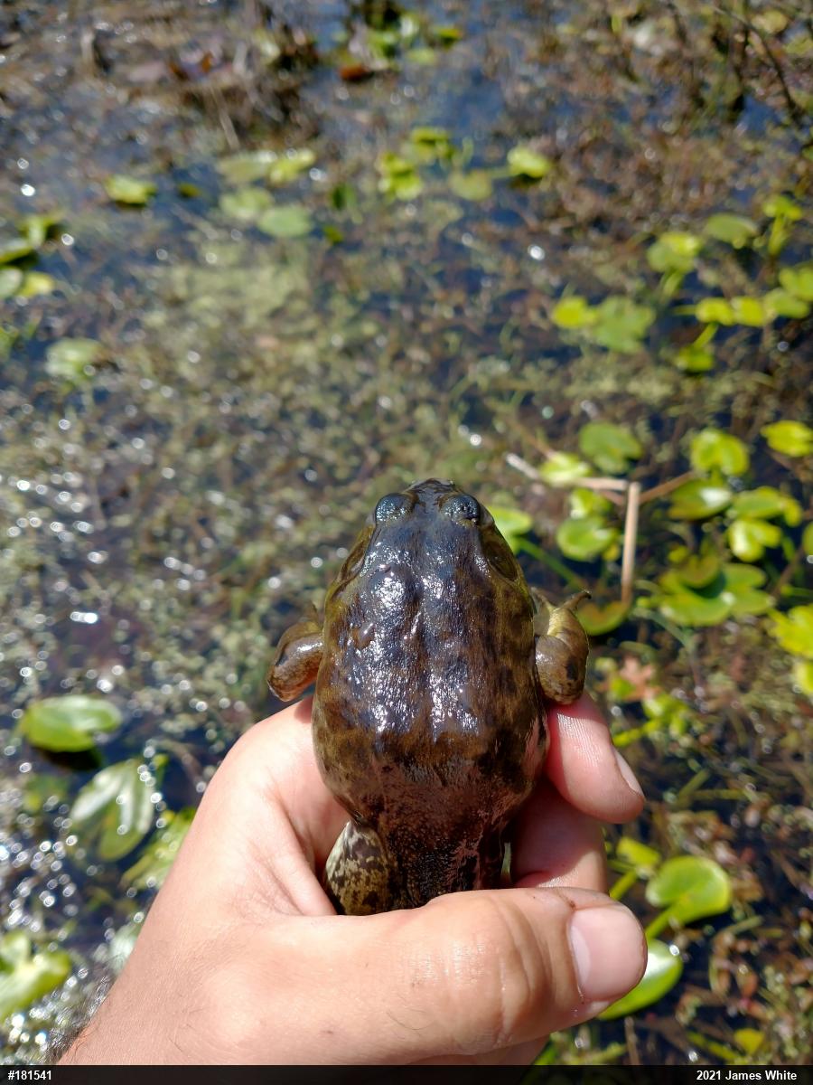 American Bullfrog