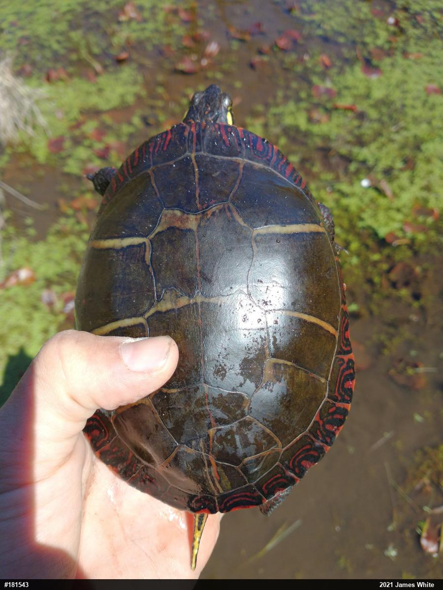 Eastern Painted Turtle