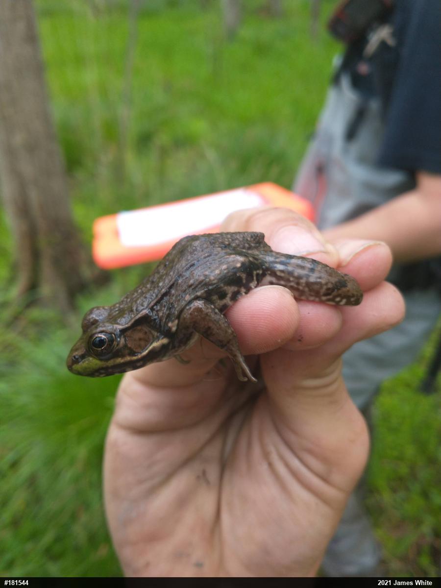 Green Frog