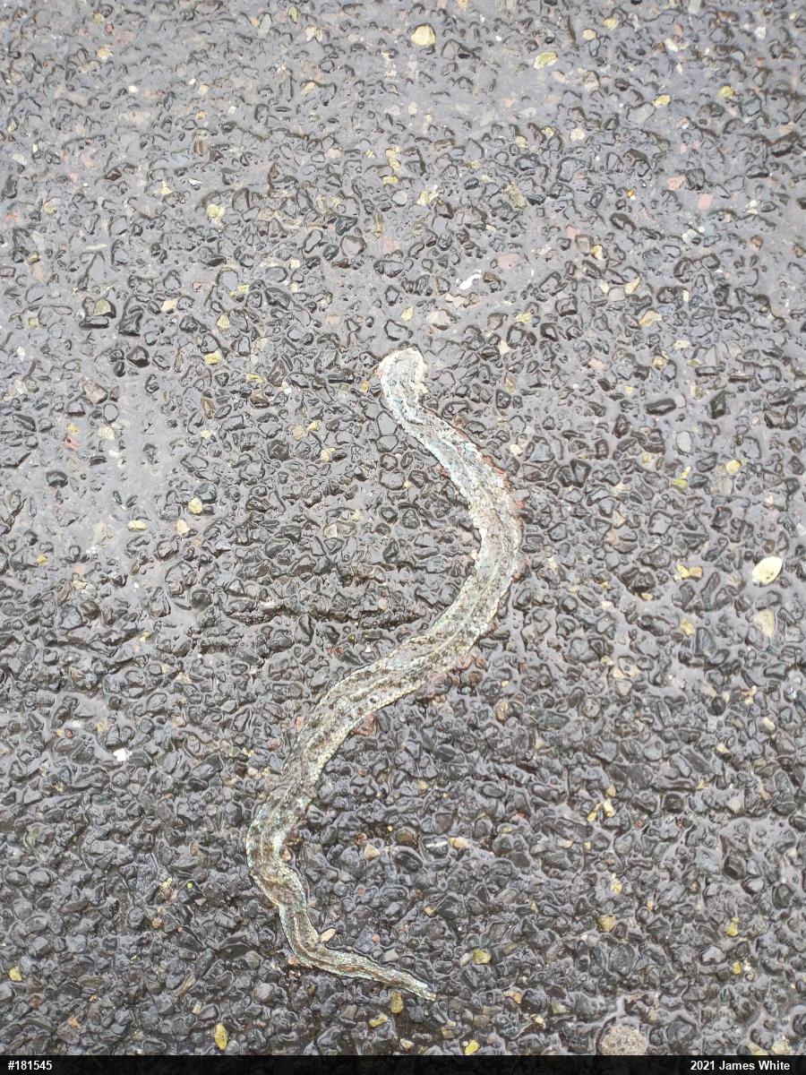 Eastern Gartersnake