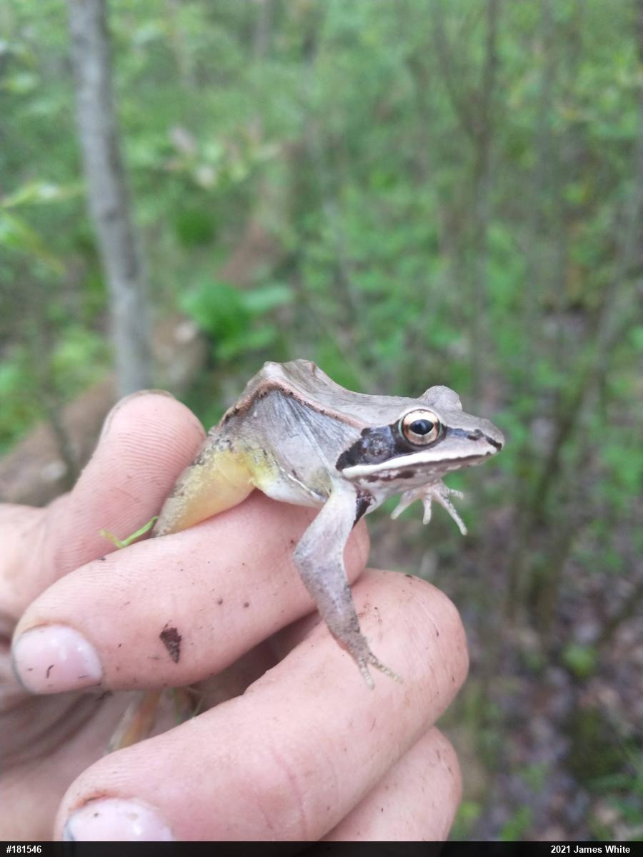 Wood Frog
