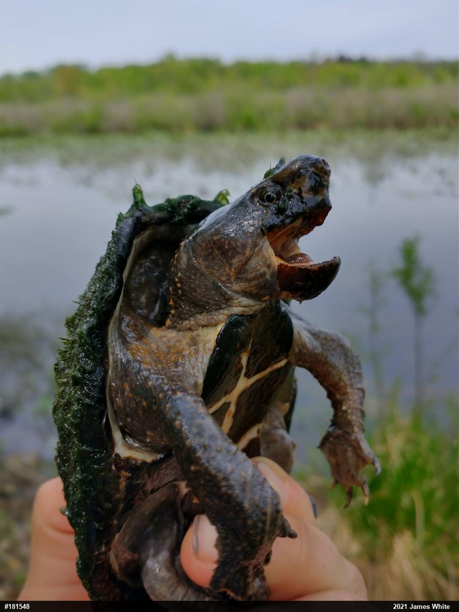Eastern Musk Turtle