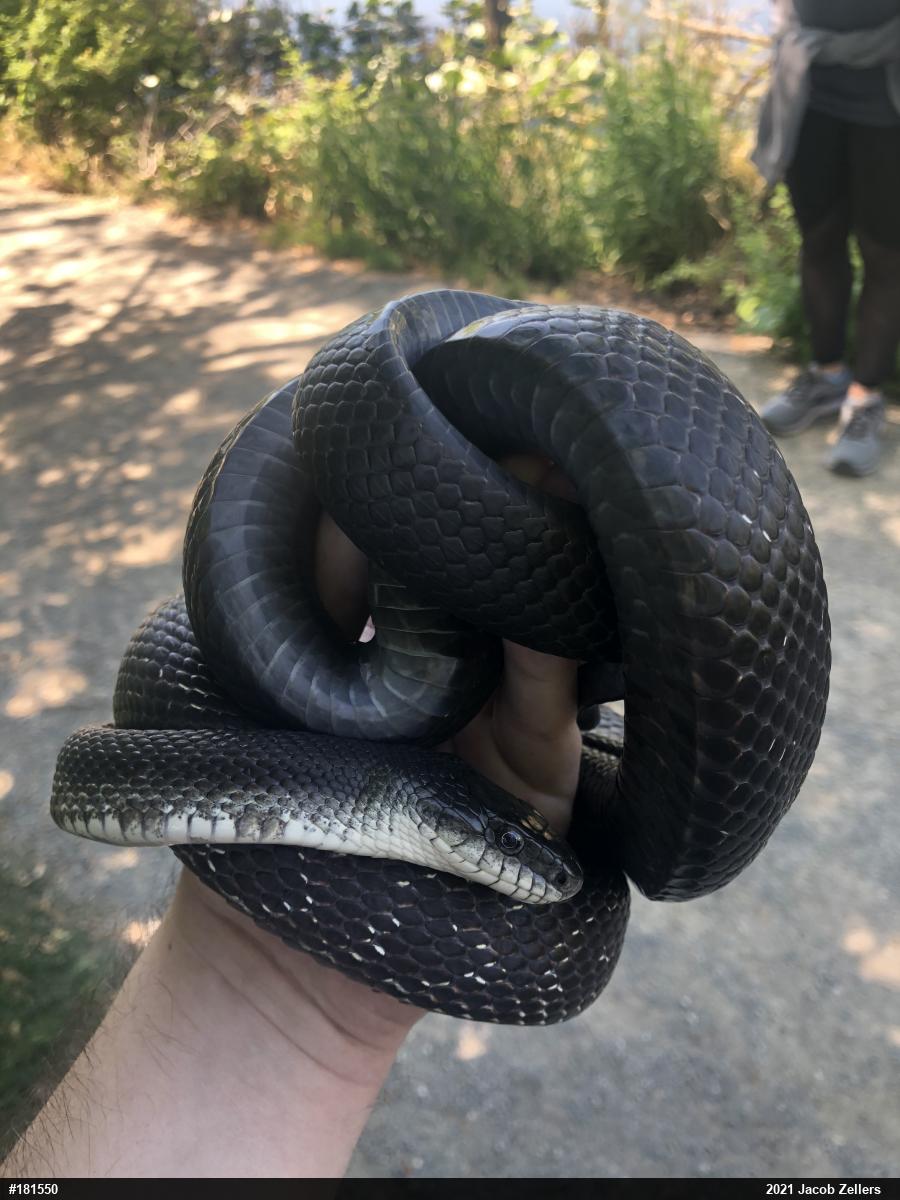Eastern Ratsnake