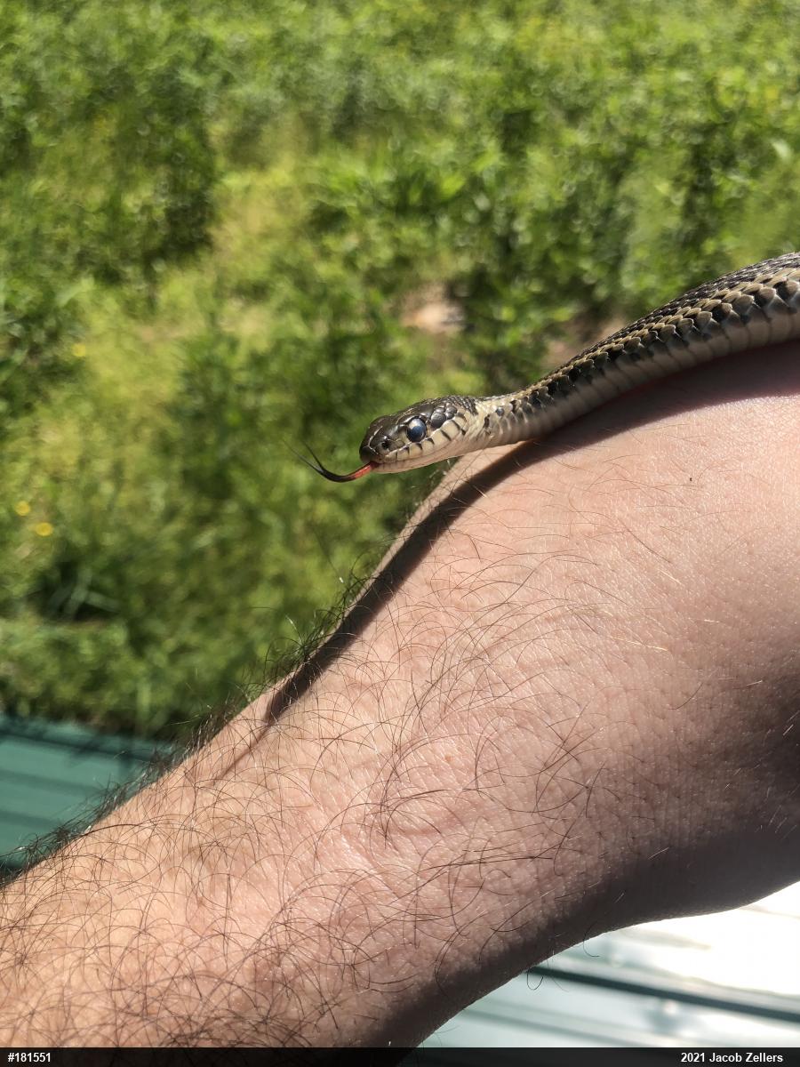 Eastern Gartersnake