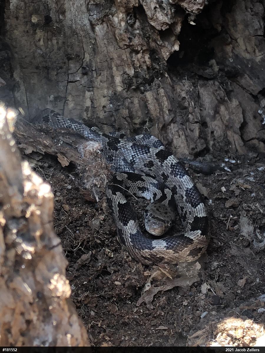 Eastern Ratsnake