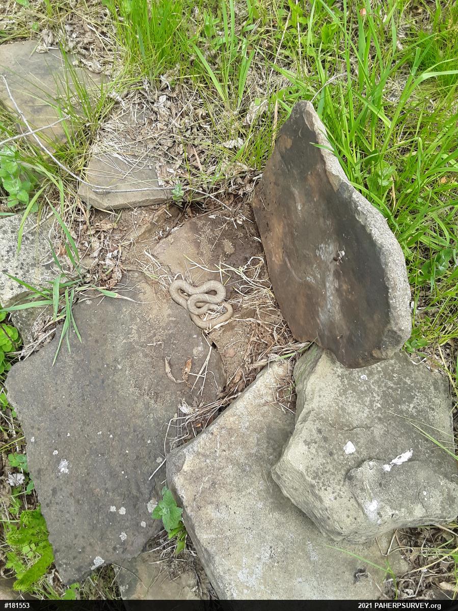 Northern Watersnake