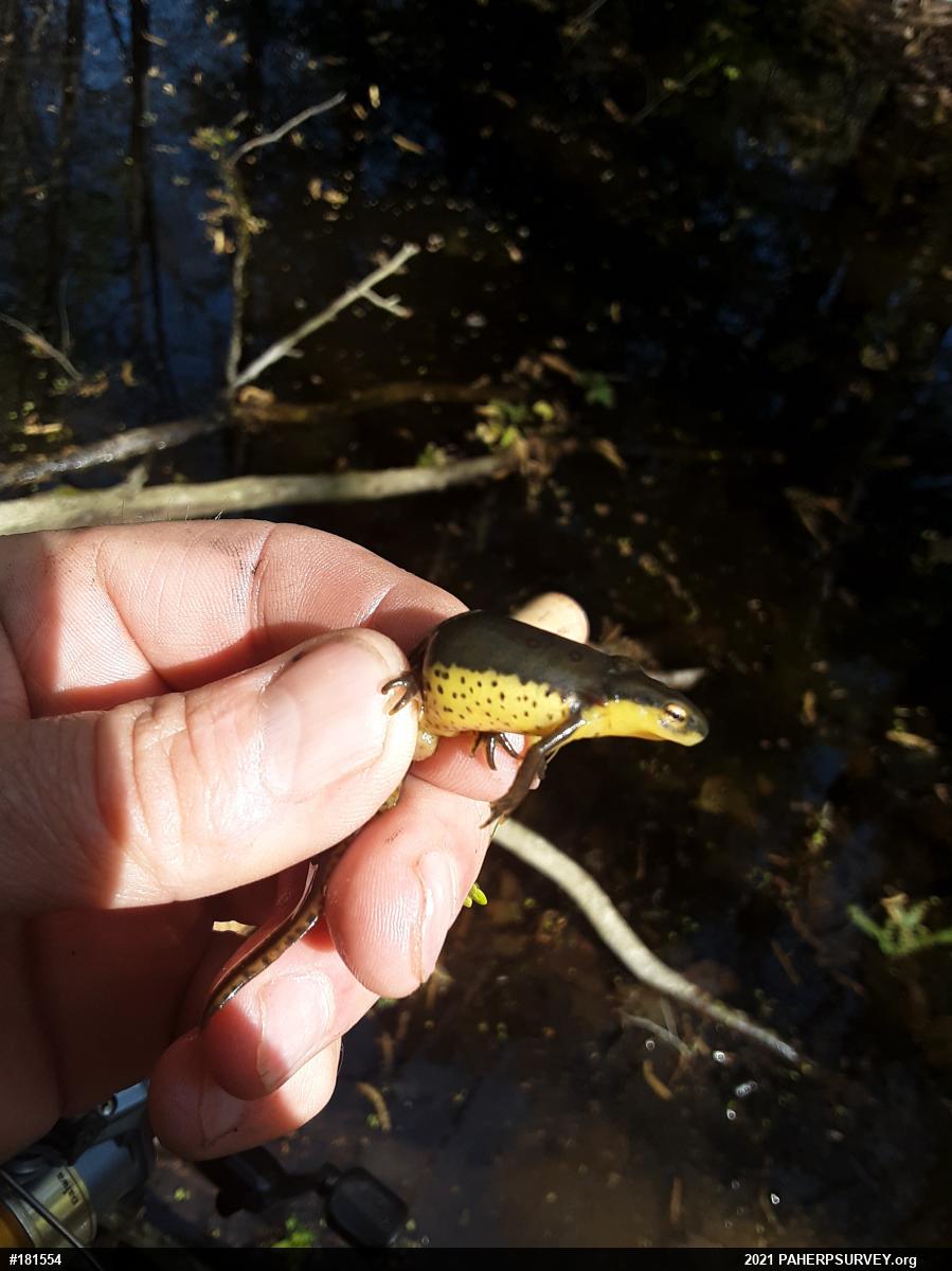 Red-spotted Newt
