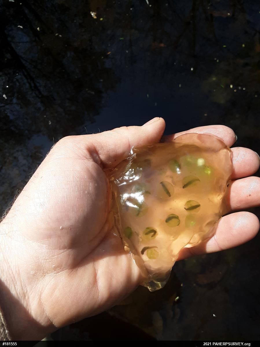 Spotted Salamander