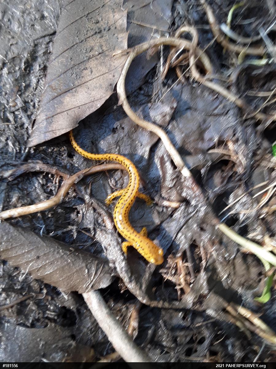 Eastern Long-tailed Salamander