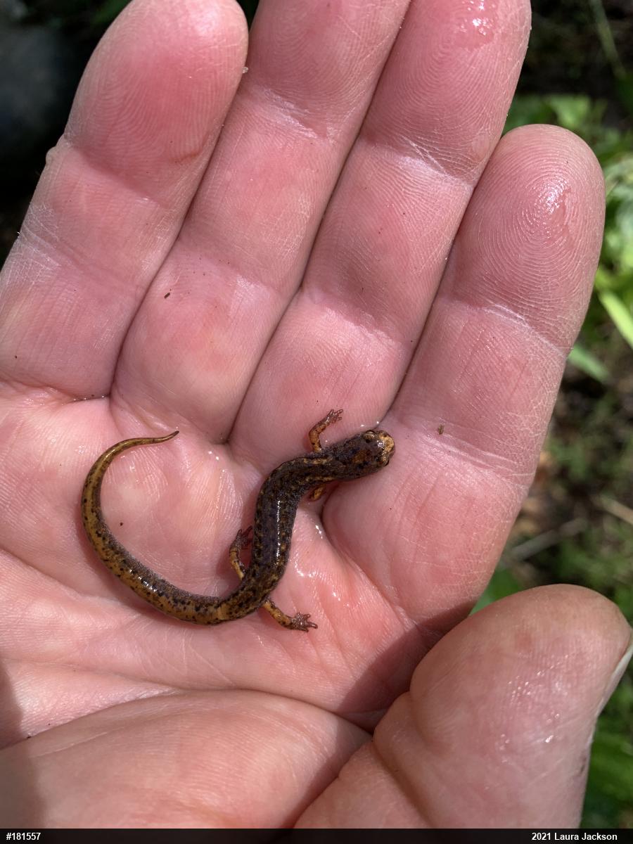 Four-toed Salamander