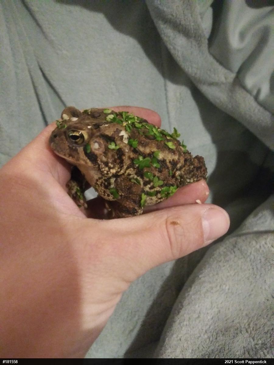 Eastern American Toad