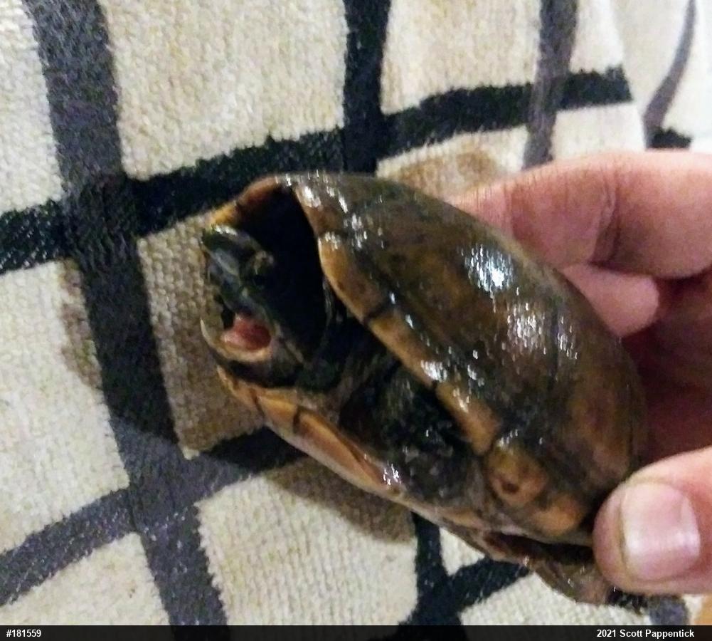 Eastern Musk Turtle