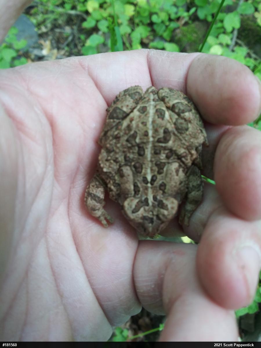Fowler's Toad