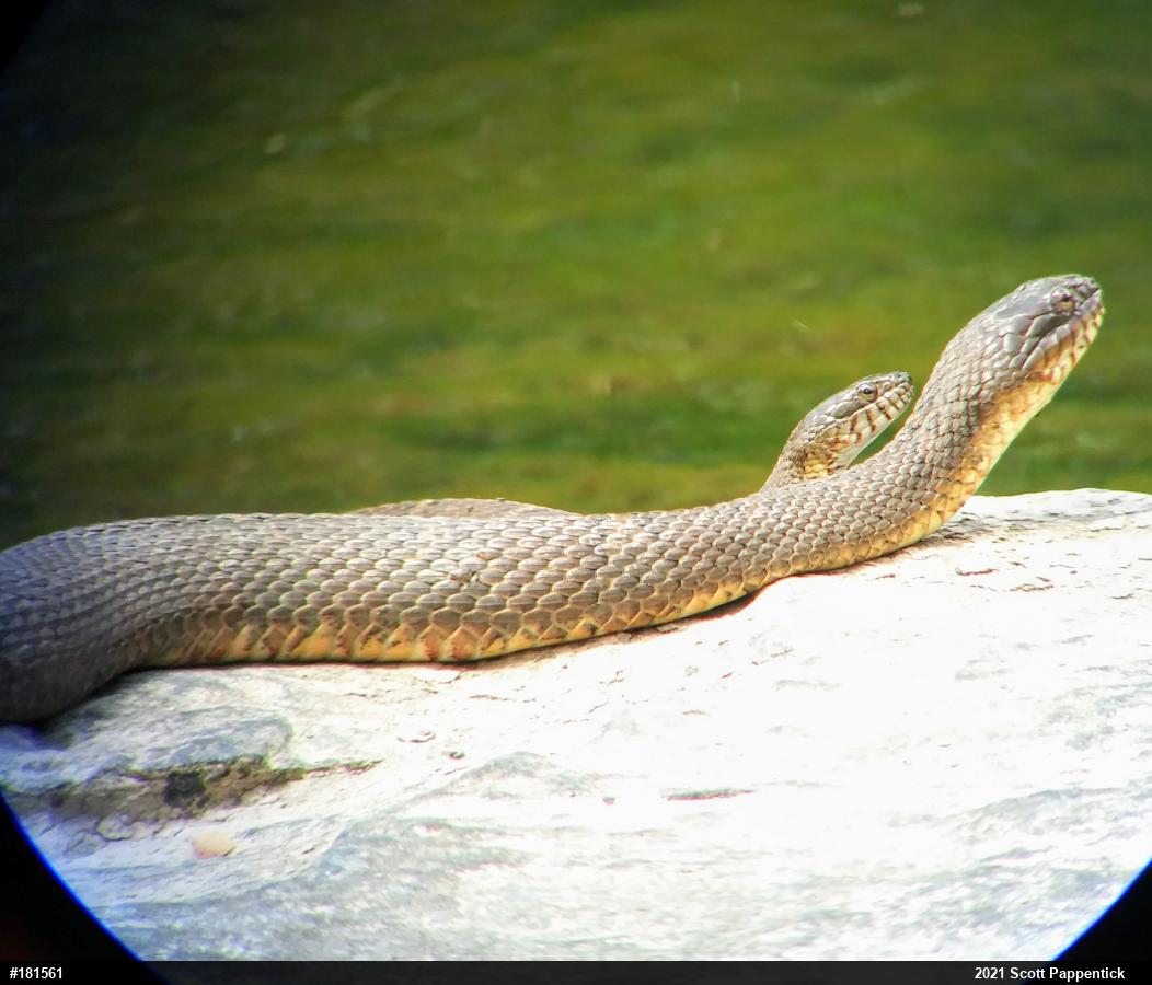 Northern Watersnake