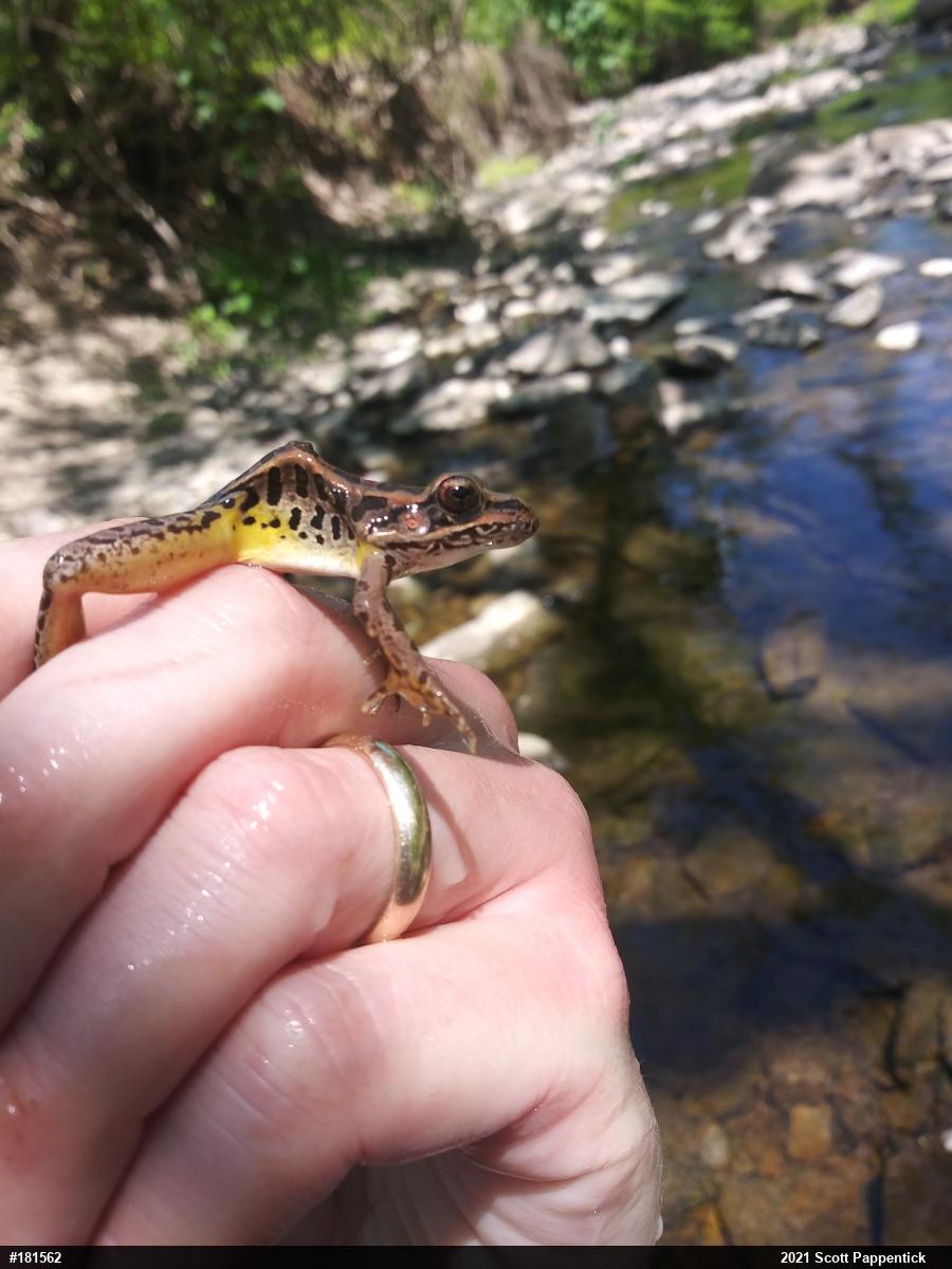 Pickerel Frog
