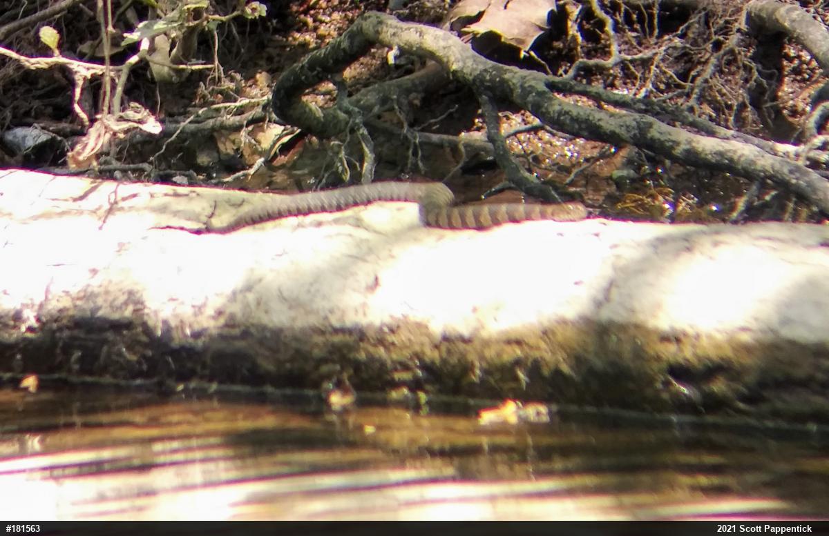 Northern Watersnake
