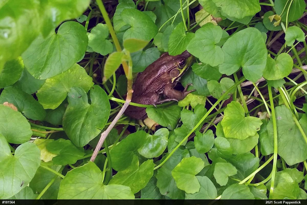 Green Frog