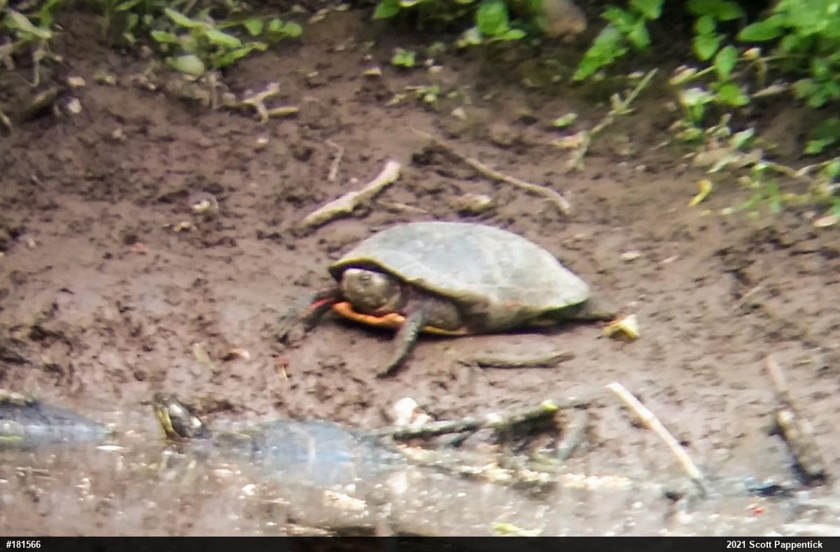 Painted Turtle