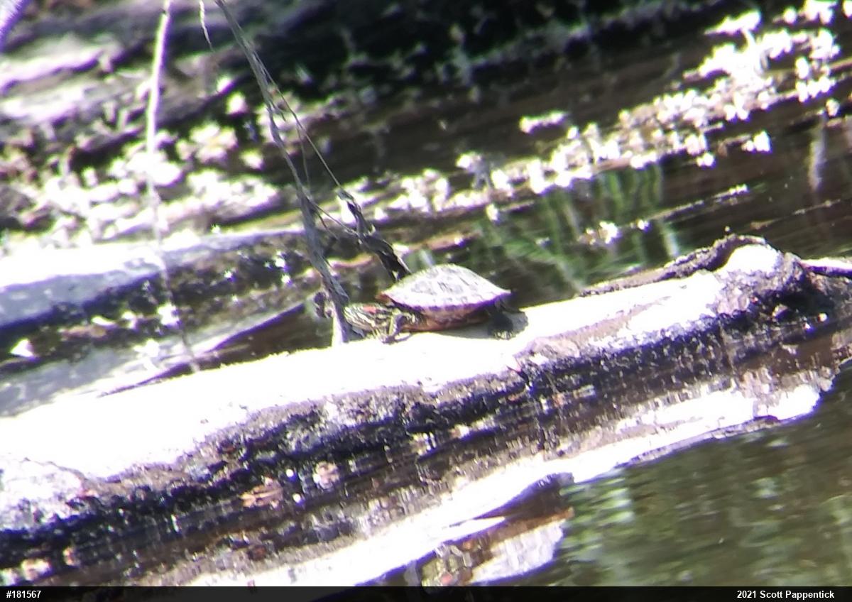 Red-eared Slider