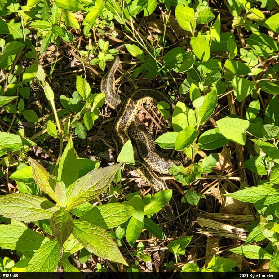 Eastern Gartersnake