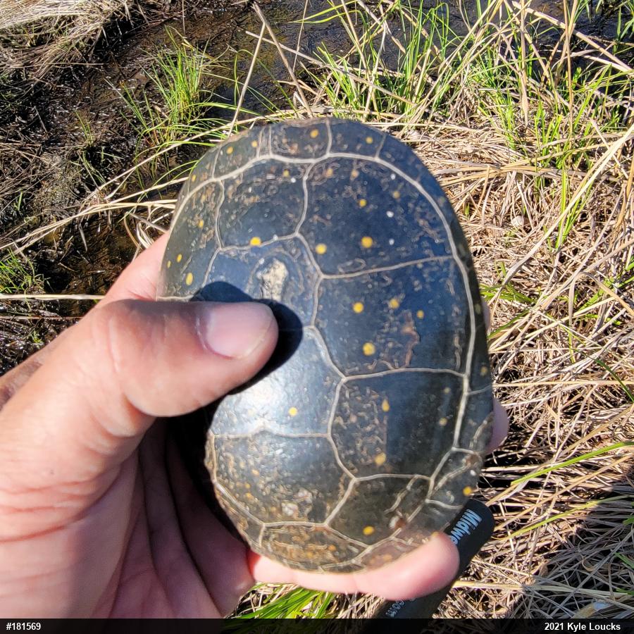 Spotted Turtle