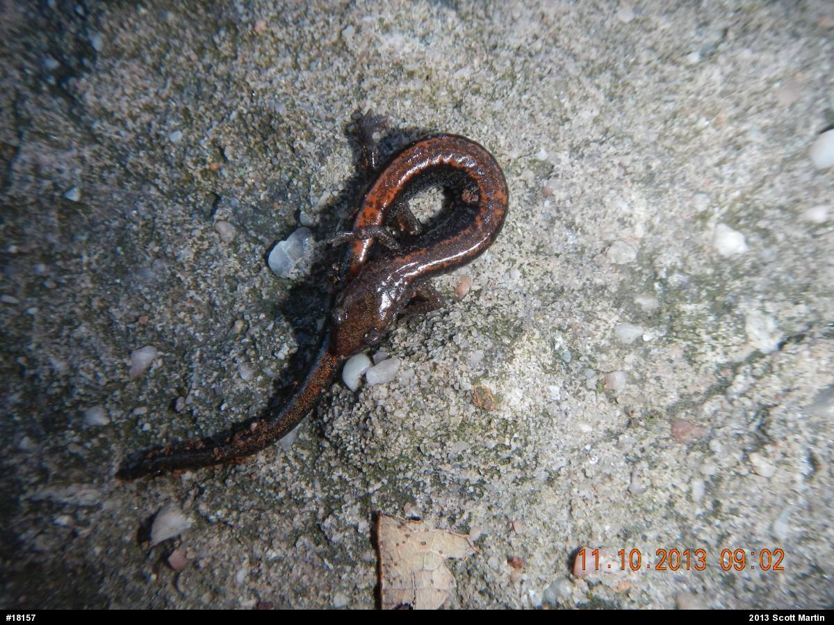 Eastern Red-backed  Salamander