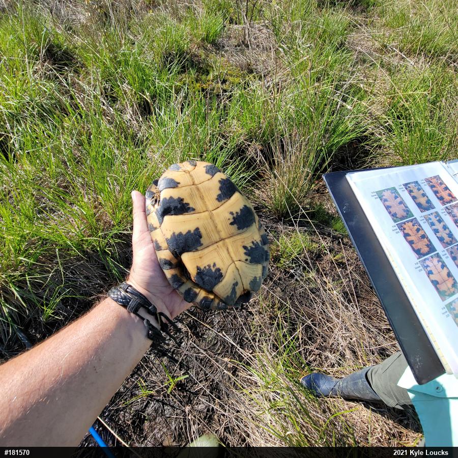Wood Turtle