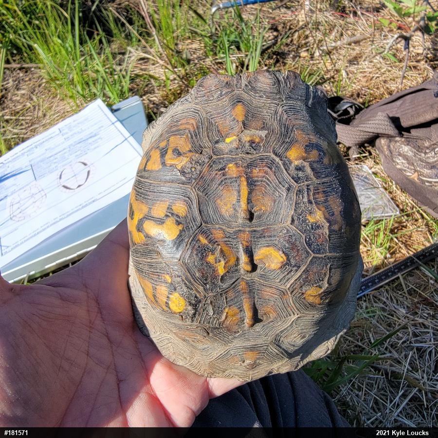 Eastern Box Turtle