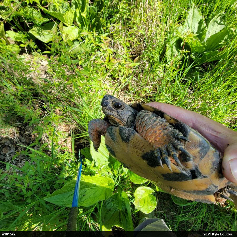 Wood Turtle