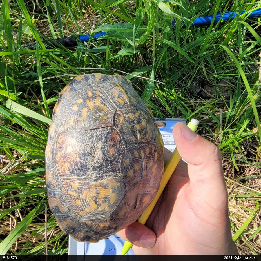 Eastern Box Turtle