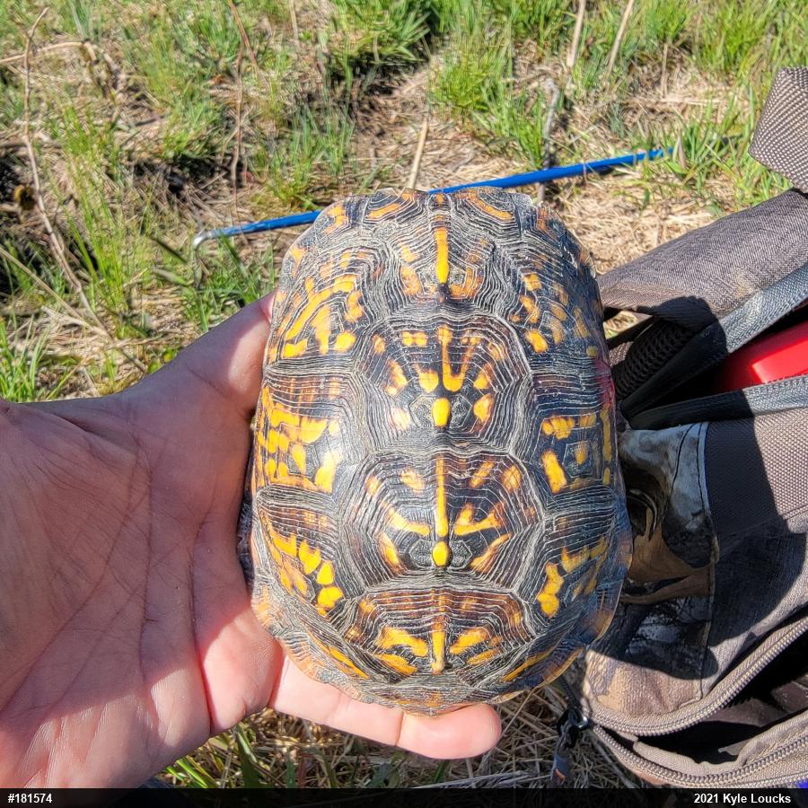 Eastern Box Turtle