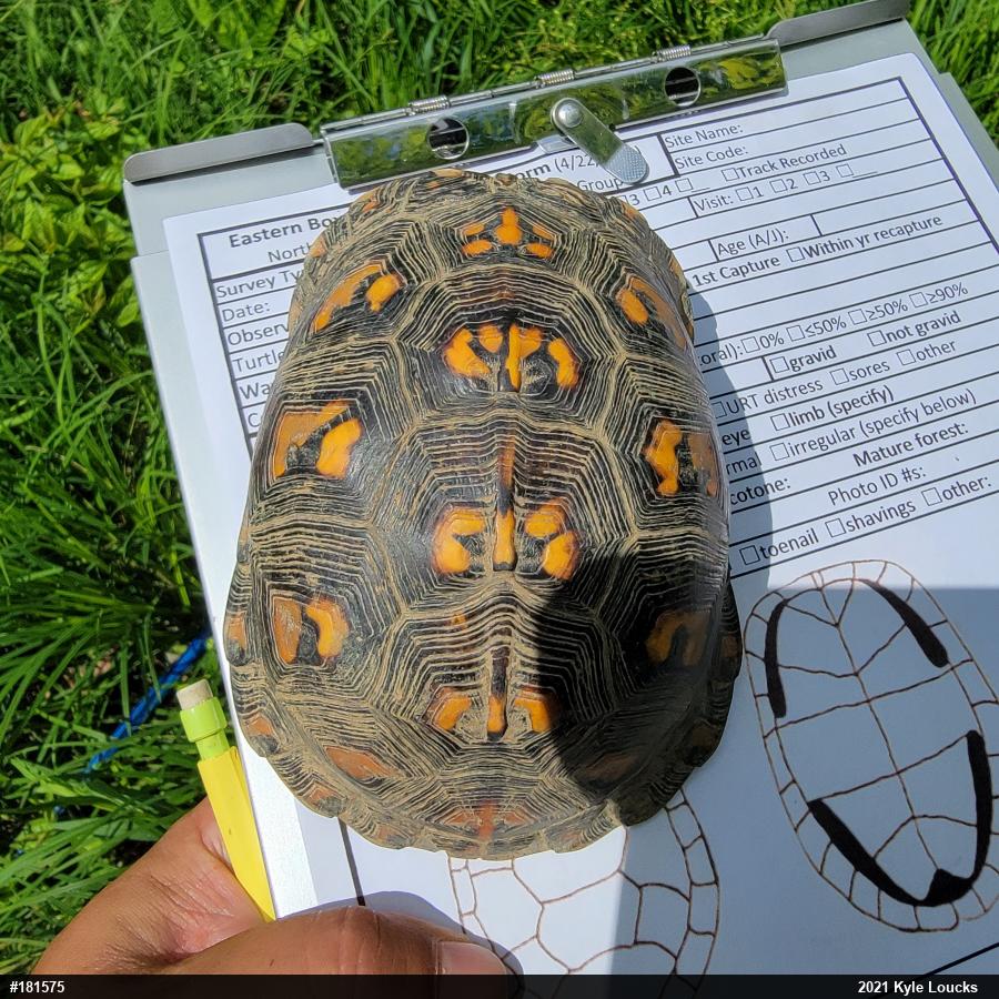 Eastern Box Turtle
