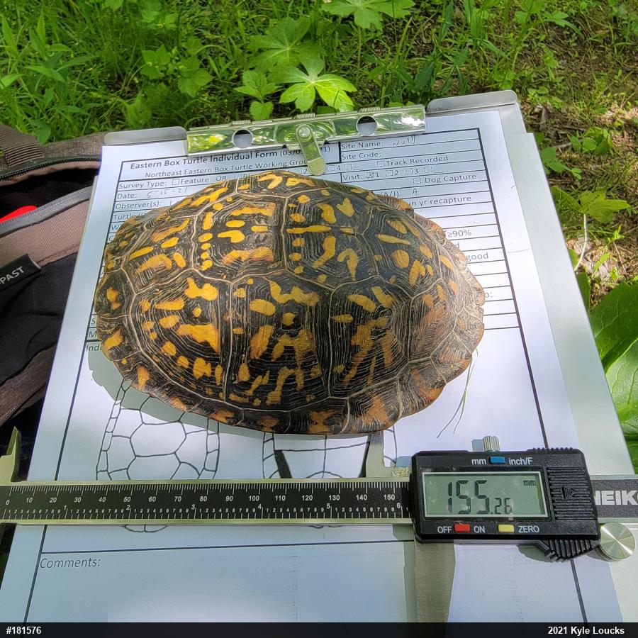 Eastern Box Turtle