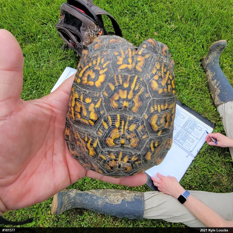 Eastern Box Turtle