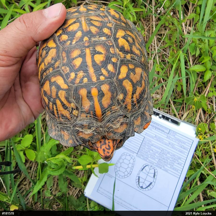 Eastern Box Turtle