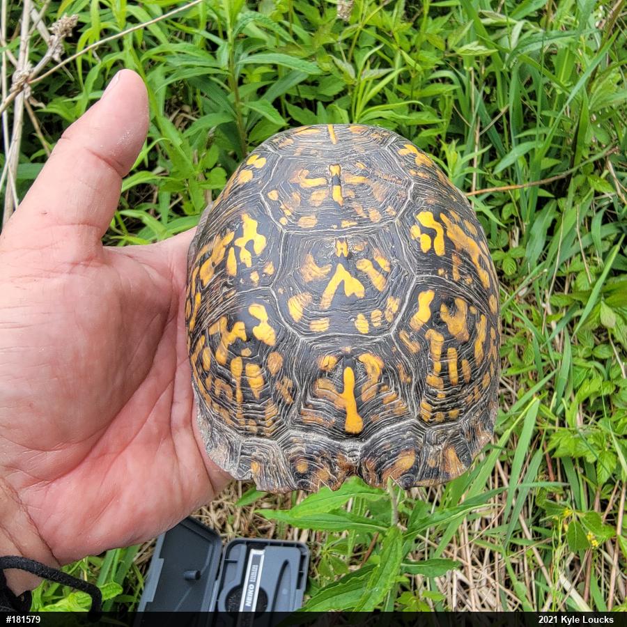 Eastern Box Turtle
