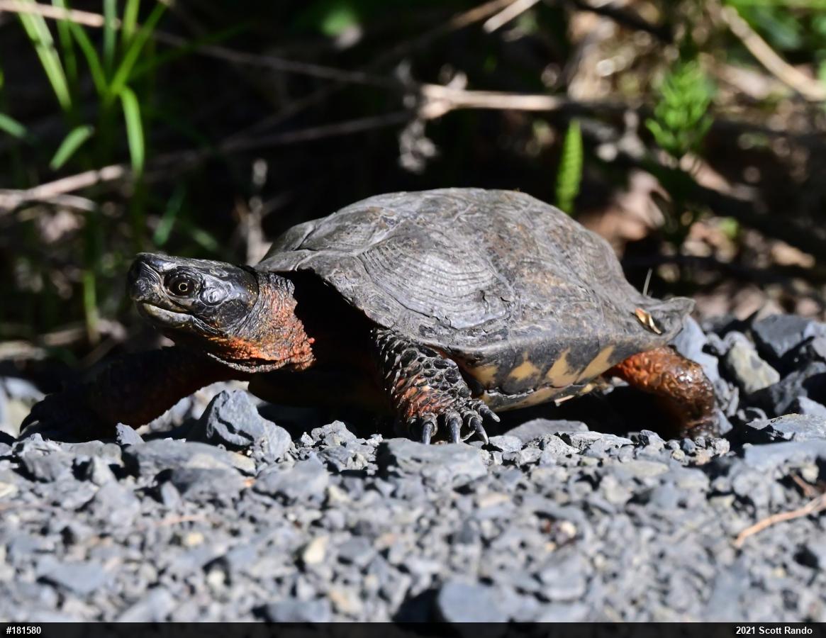 Wood Turtle