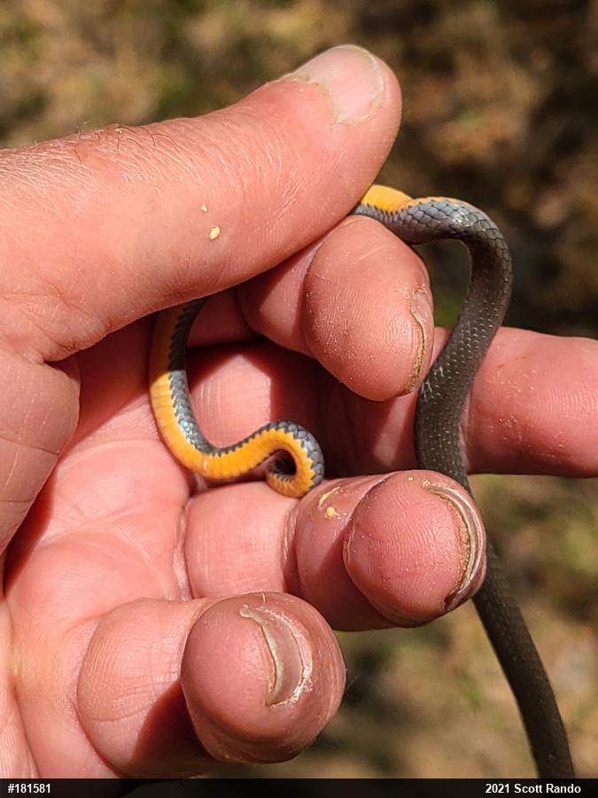 Northern Ring-necked Snake