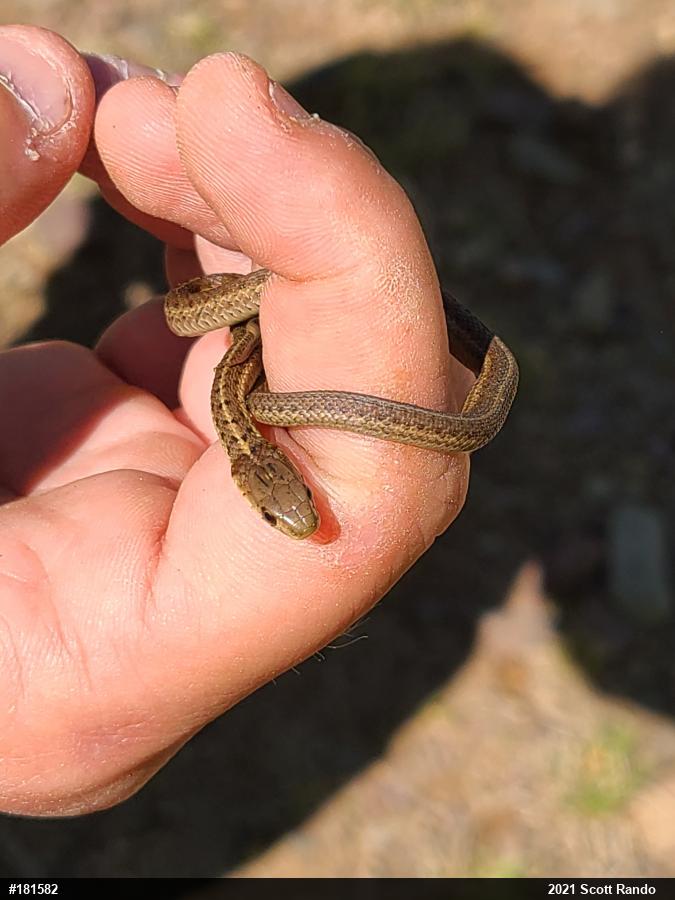 Eastern Gartersnake
