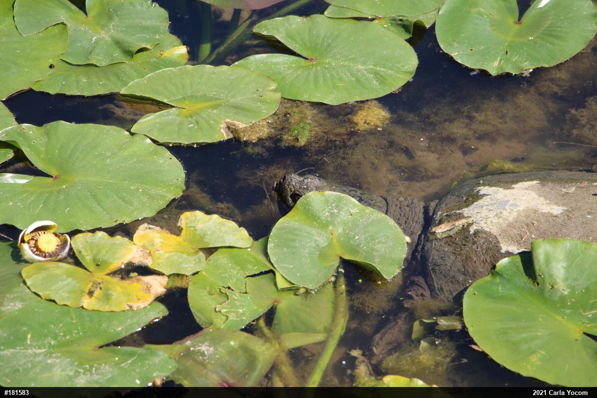 Snapping Turtle