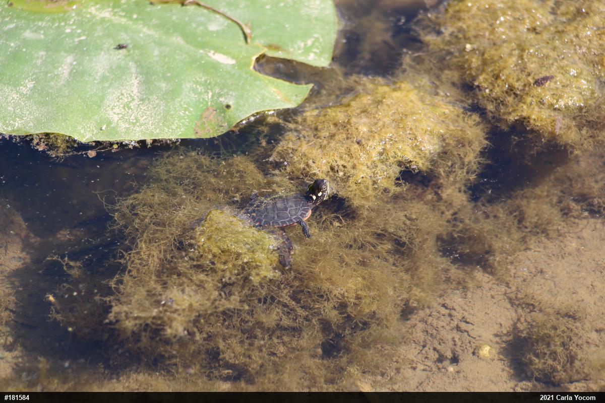 Eastern Painted Turtle