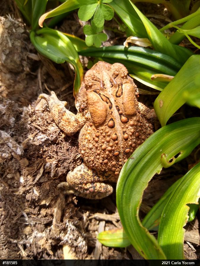 Eastern American Toad