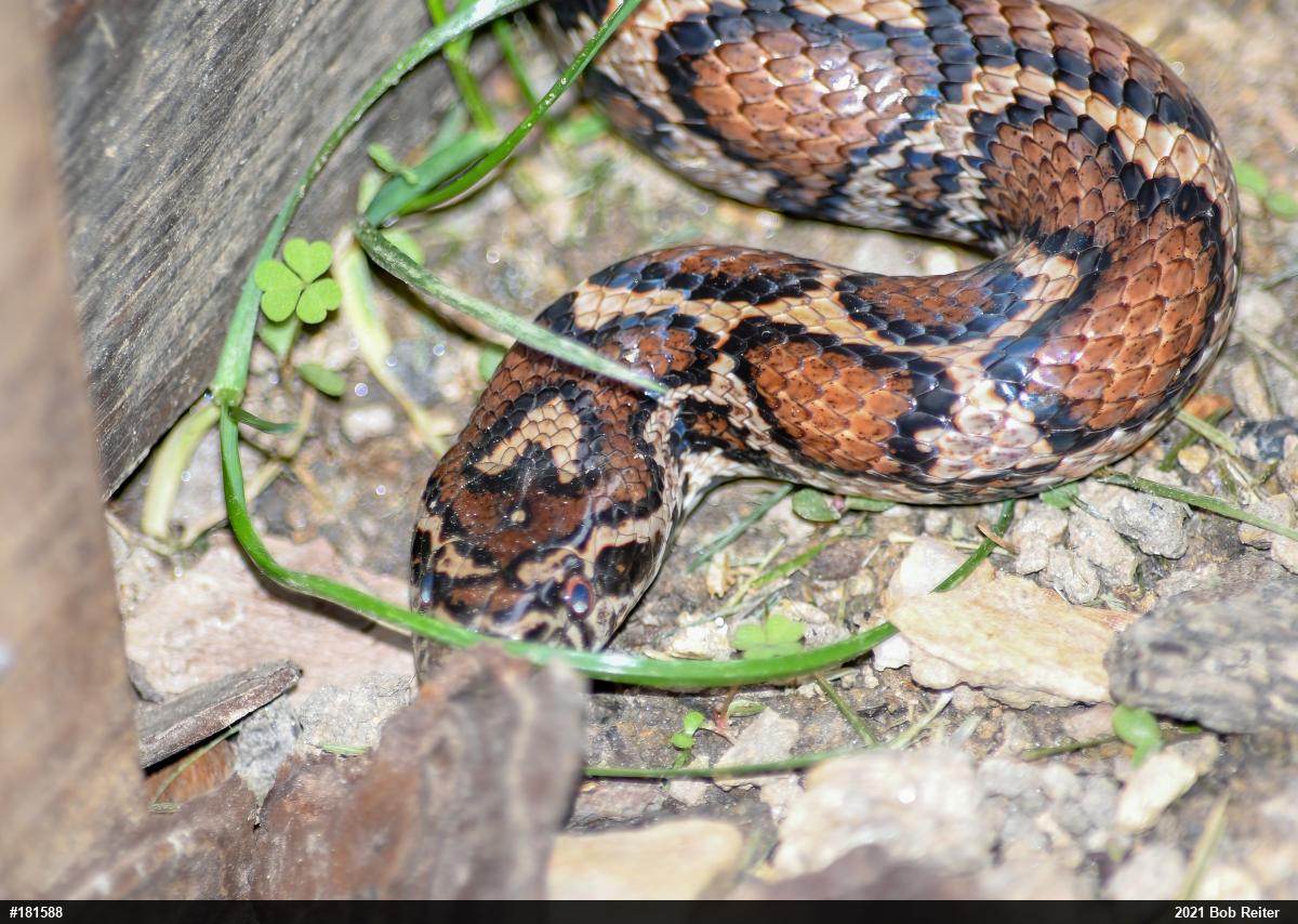 Eastern Milksnake