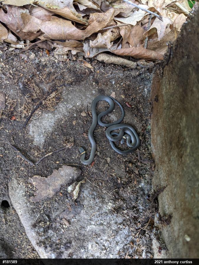Northern Ring-necked Snake