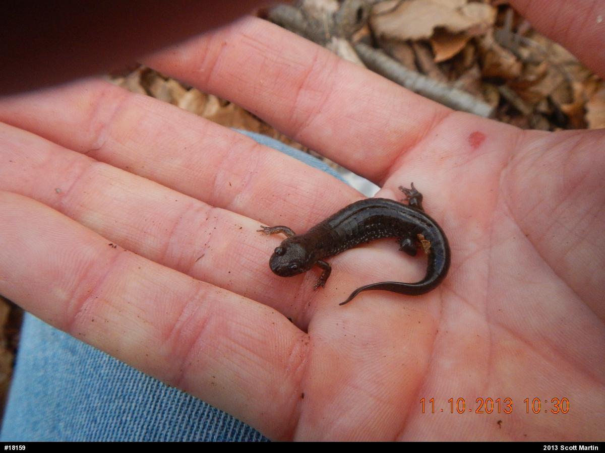 Northern Dusky Salamander