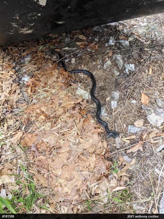 Northern Black Racer
