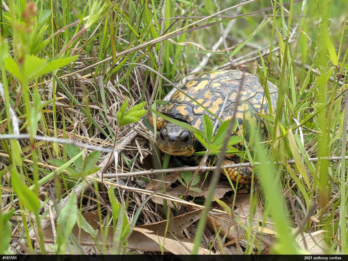 Eastern Box Turtle
