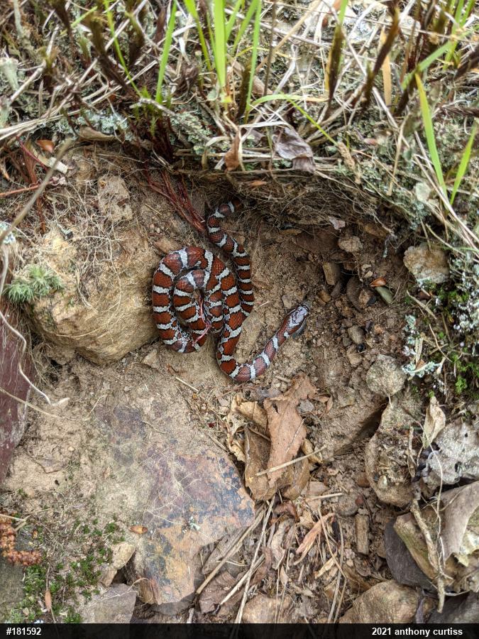 Eastern Milksnake