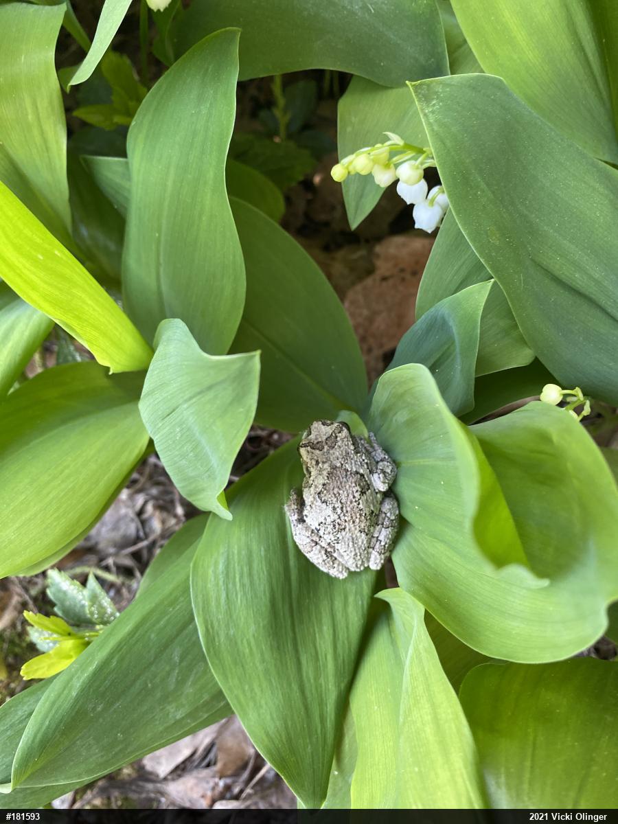 Unknown Gray Treefrog