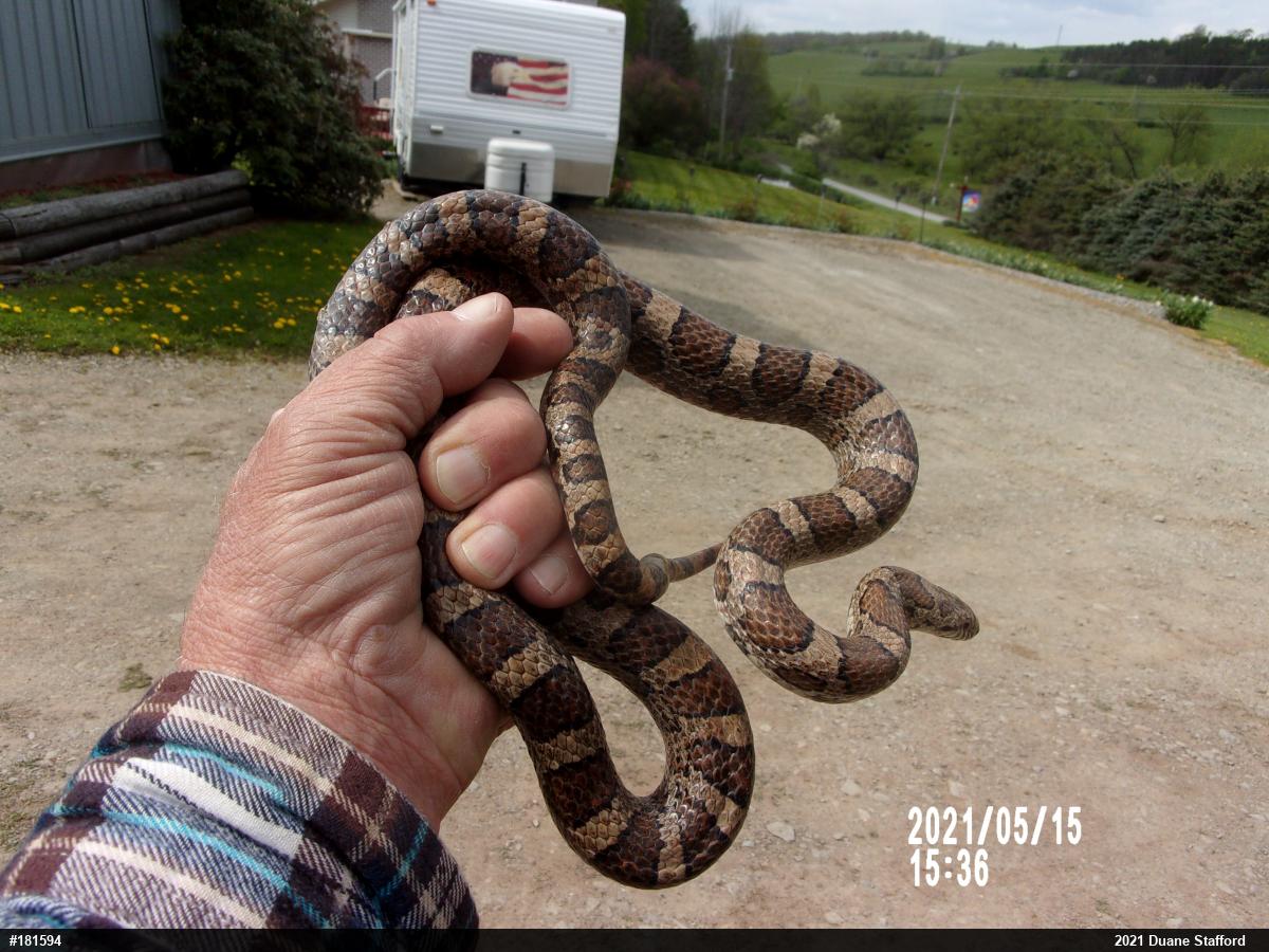 Eastern Milksnake